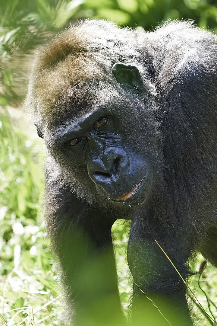 safari por uganda
