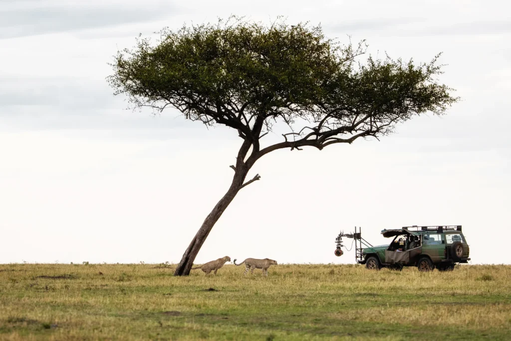 Equipo profesional de filmación fotografiando un guepardo en África