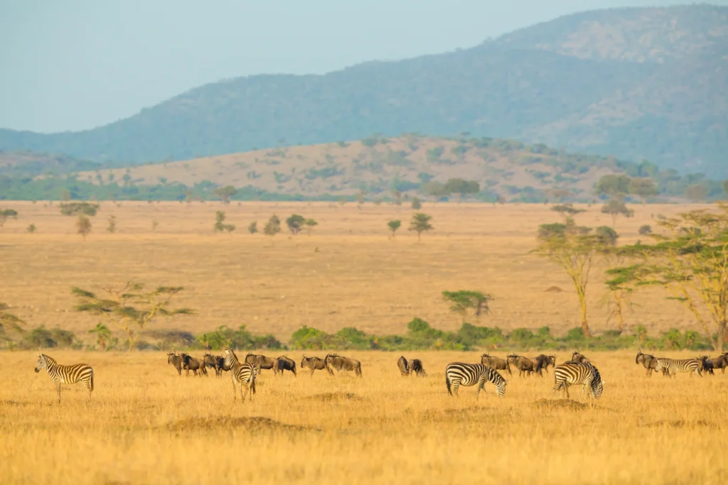 Animales salvajes pastando en Seregenti (África)